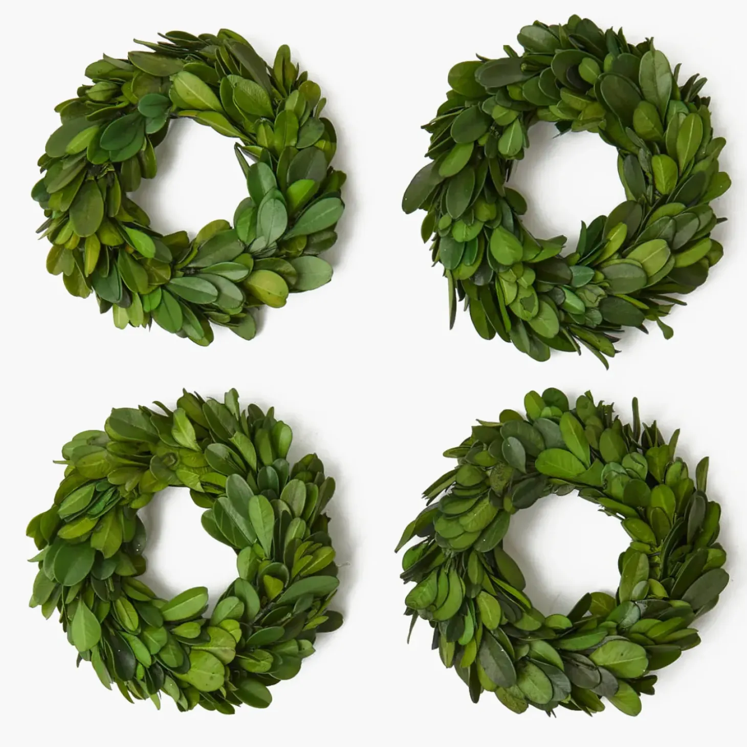 Boxwood Wreath (Set of 4)
