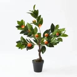 Clementine Tree