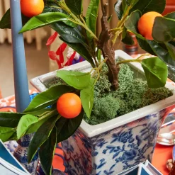 Clementine Tree