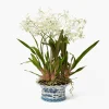 Faux Dancing Lady Orchid in Chinoiserie Planter