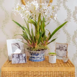 Faux Dancing Lady Orchid in Chinoiserie Planter