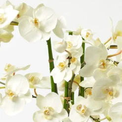 Faux Orchid in Chinoiserie Planter