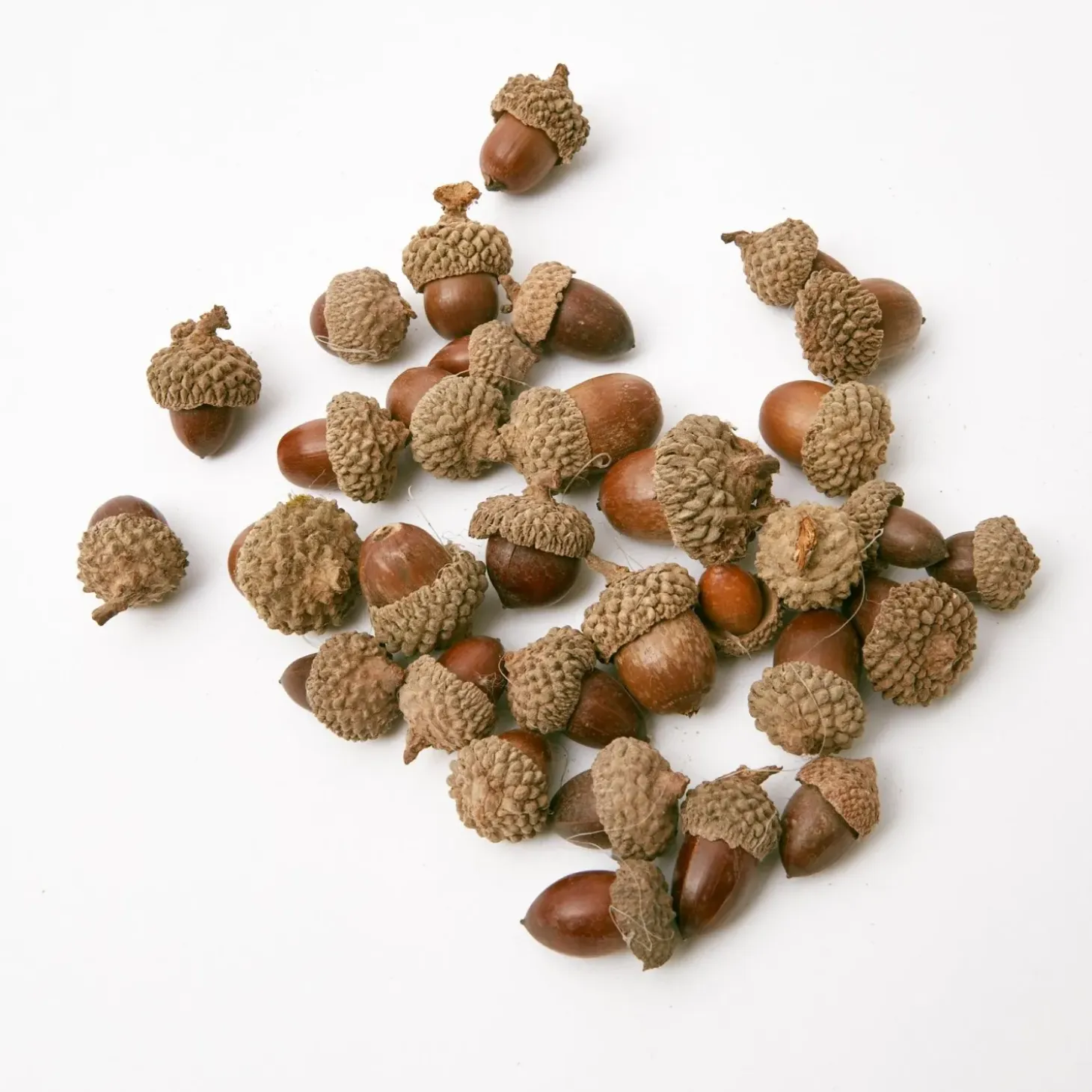 Mrs. Alice Decorative Acorns