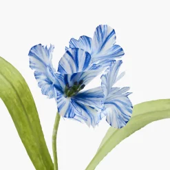 Mrs. Alice Handpainted Blue Tulip