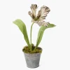 Mrs. Alice Handpainted Chocolate Tulip