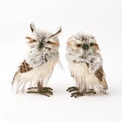 Pair of Tawny Owls