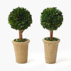 Potted Boxwood Ball (Pair)