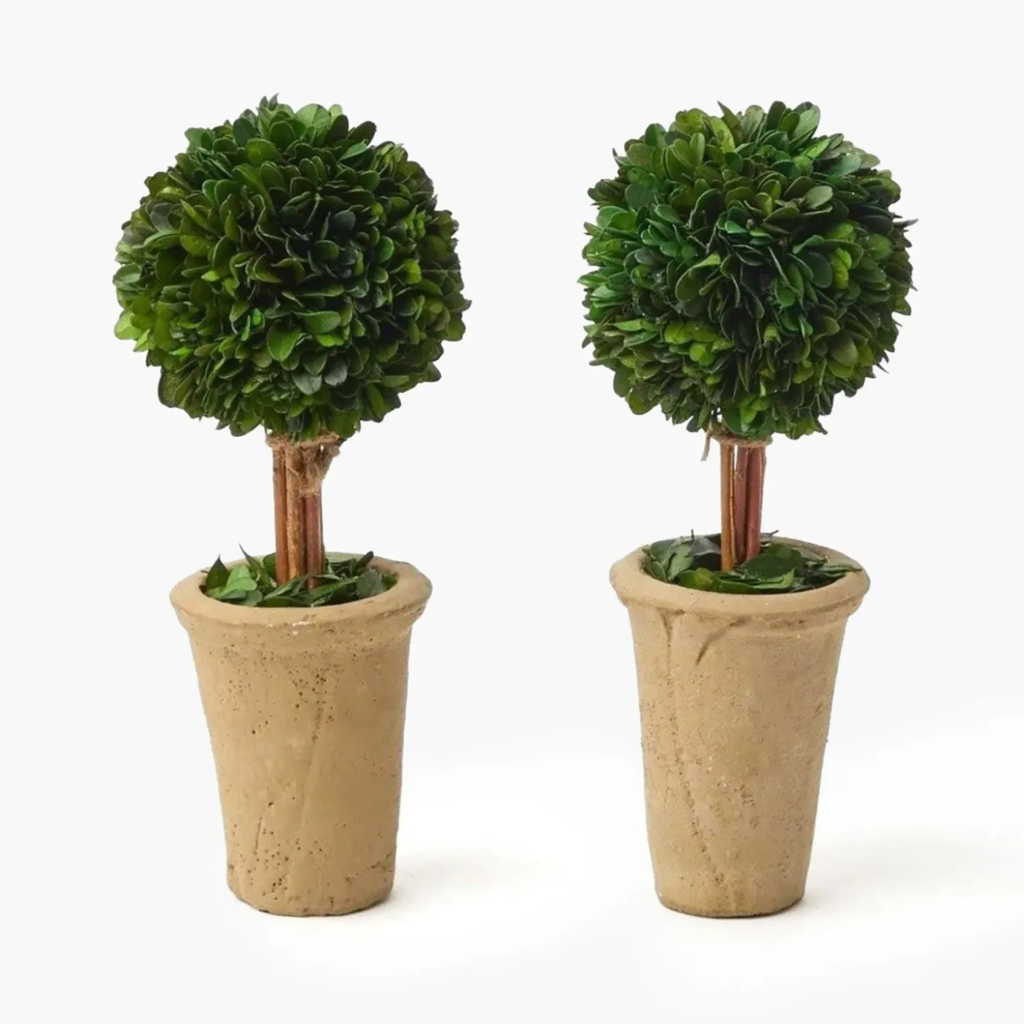 Potted Boxwood Ball (Pair)